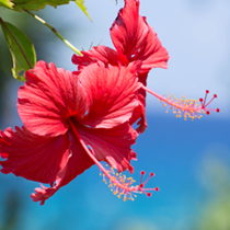 沖縄で観光するのに最適